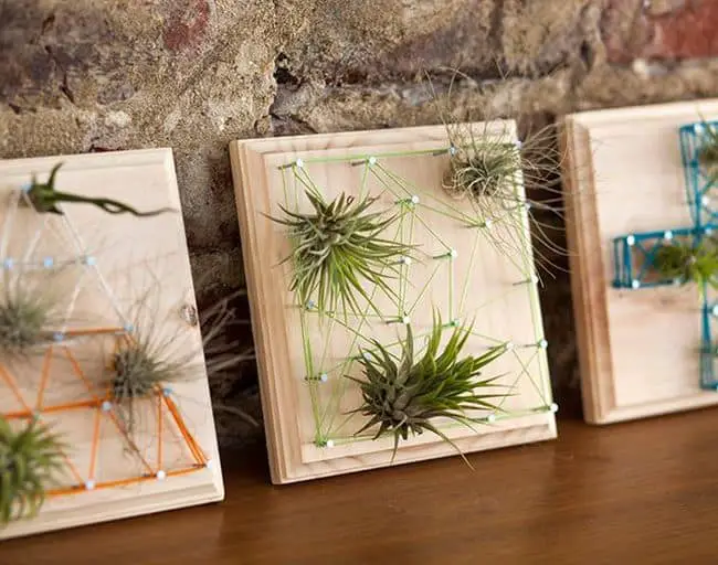 Air Plant Holder Ideas