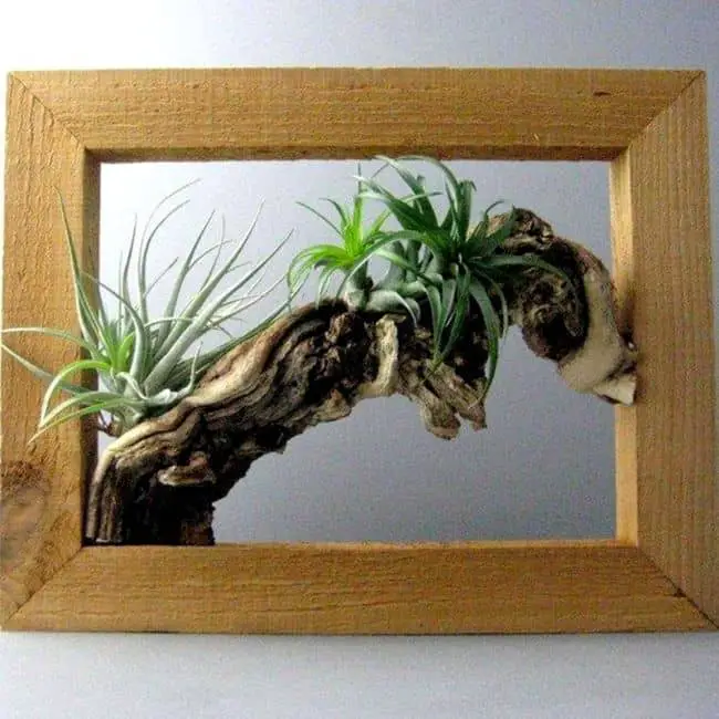 Air Plants Decoration