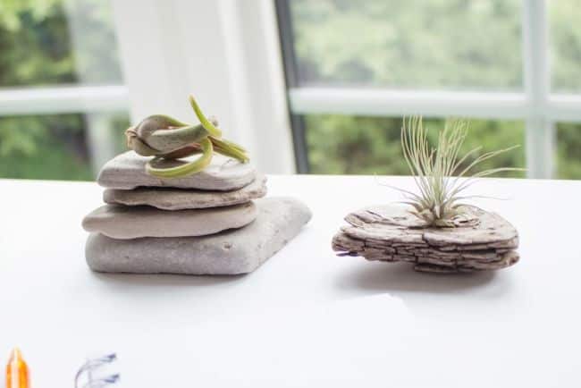 Air Plants Decoration