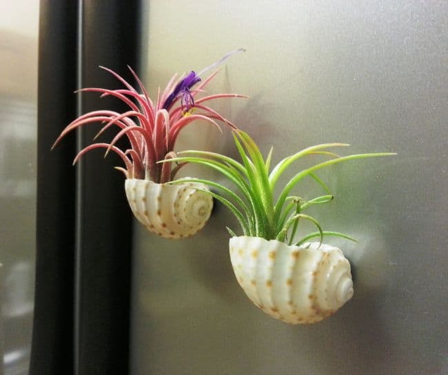 Air Plant Wall Art