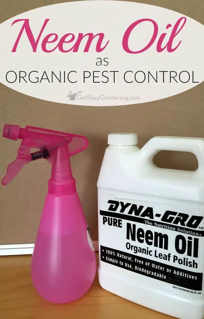 Neem Oil For Pest Control in Gardening