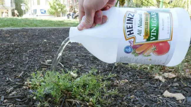 Gardening Hacks and Tips