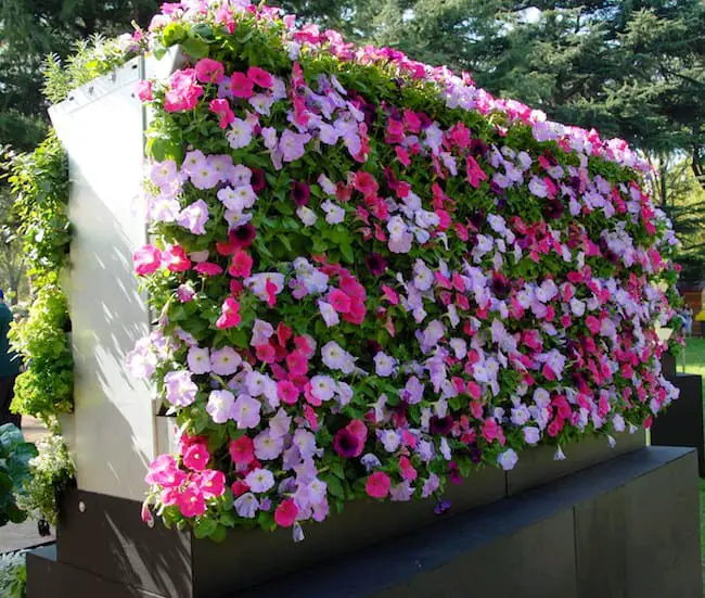 Pink Annual Flowers 