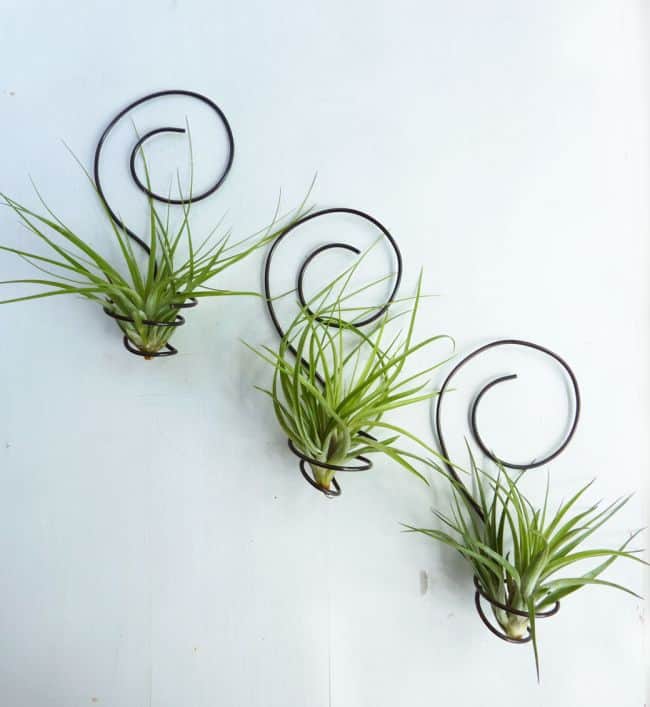  Air Plant Wall Art