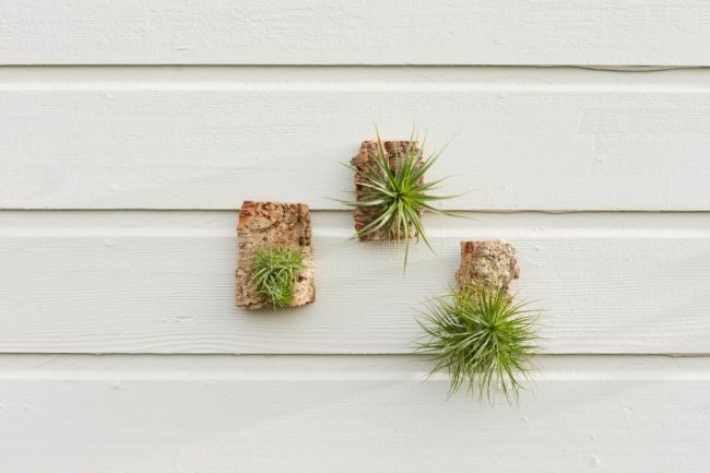 Air Plant Wall Art