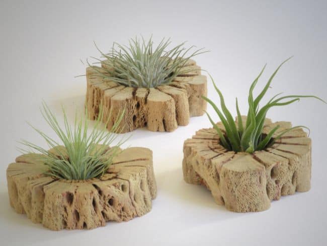 Air Plant Wall Holder