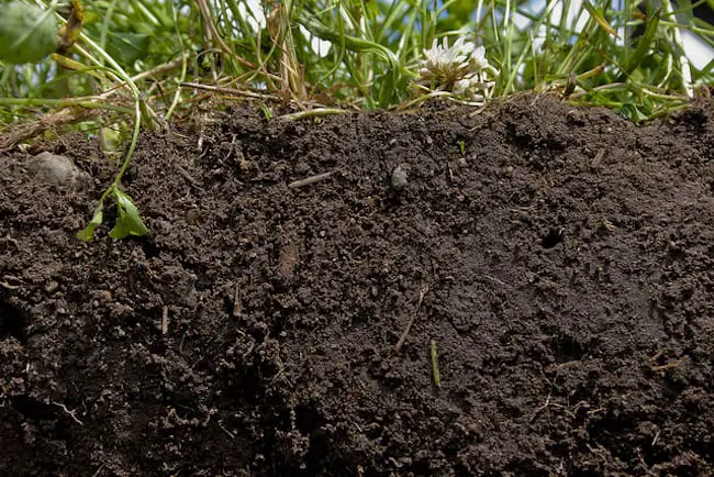 coffee grounds in the garden