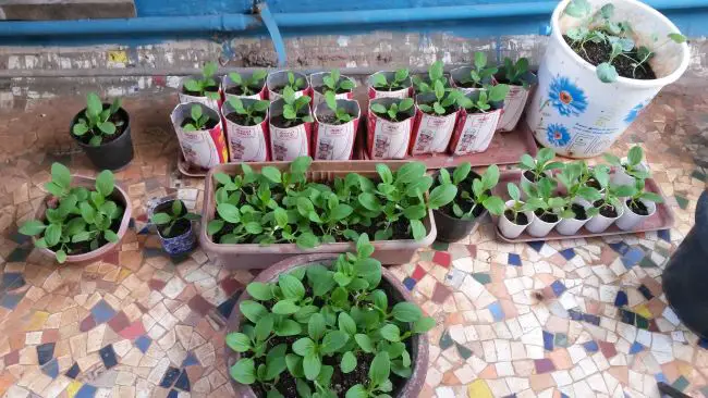 Fast Growing Vegetables in Pots