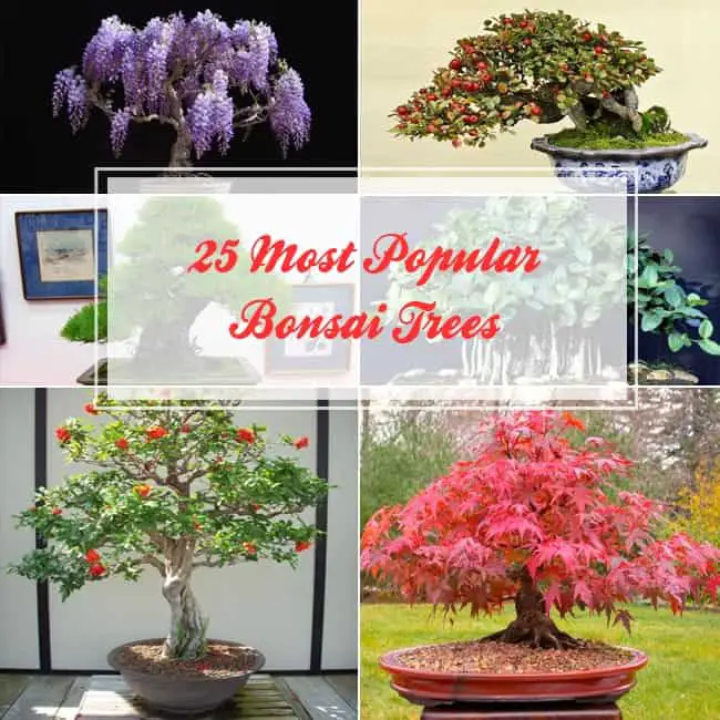 16 Common Bonsai Tree Species to Grow