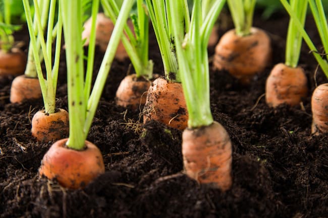 coffee grounds for grass