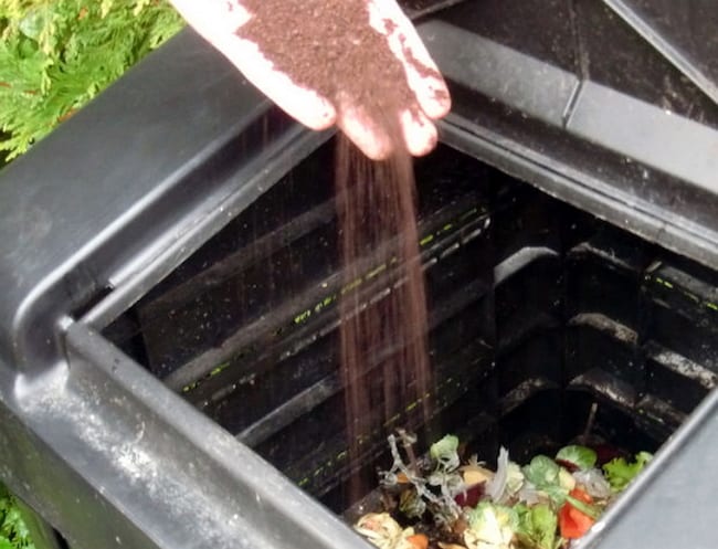 coffee grounds in the garden