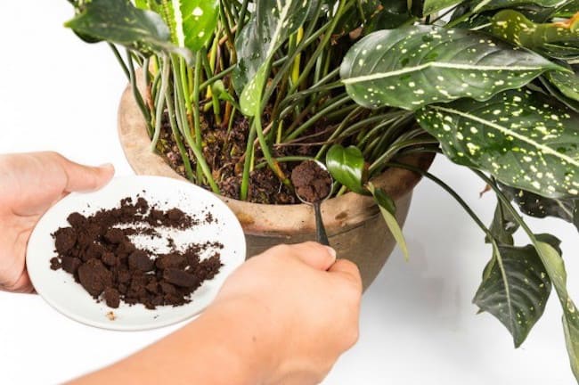 coffee grounds in the vegetable garden