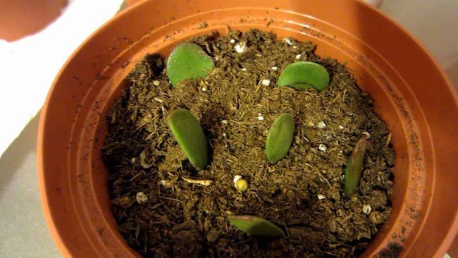 jade plant soil