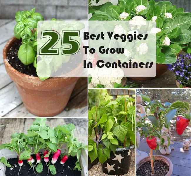 Grow Vegetables in Containers