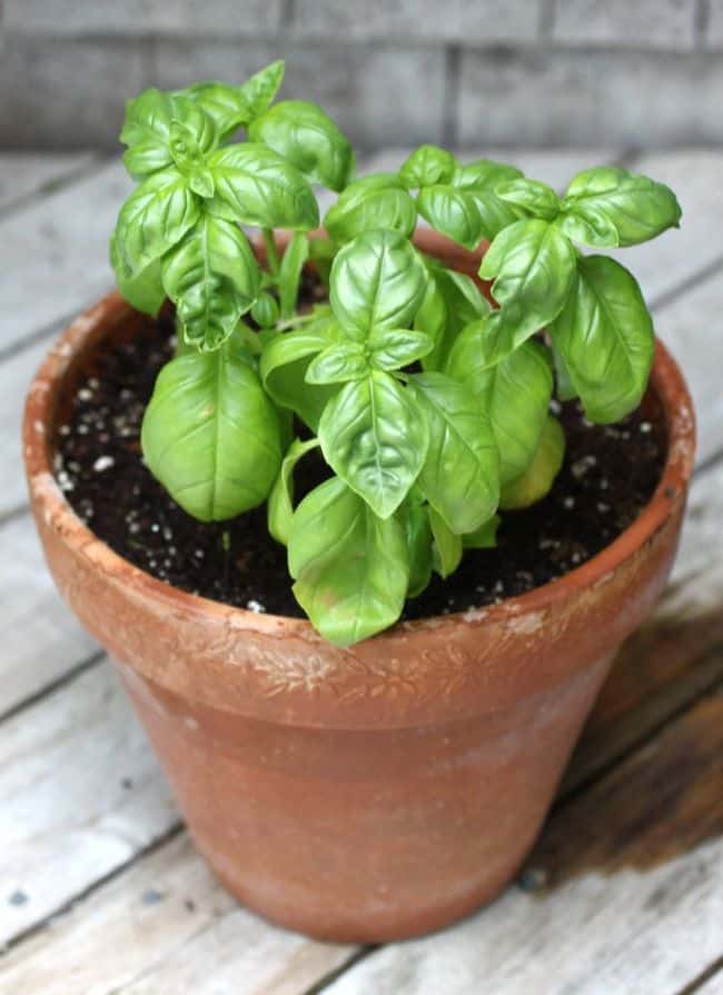 Balcony Vegetable Gardening