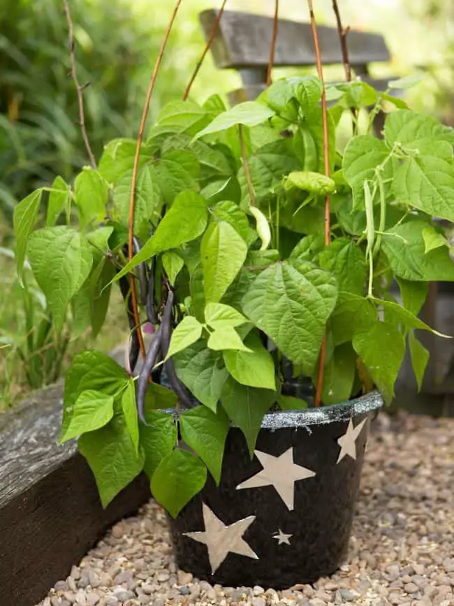  Best soil for Container Vegetables