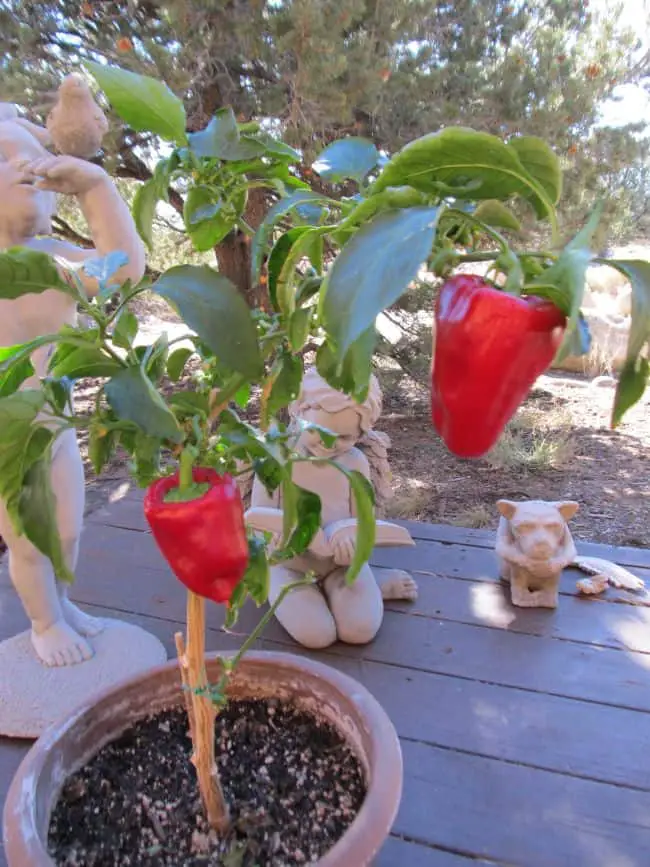 Fast Growing Vegetables in Pots