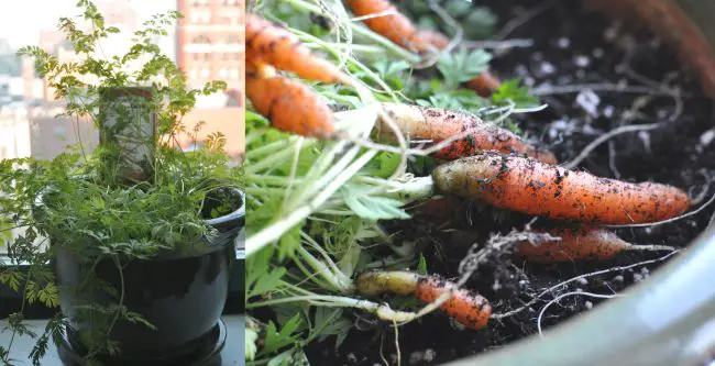 Balcony Vegetable Gardening