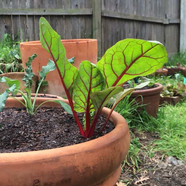 Balcony Vegetable Gardening