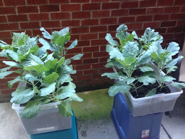 Fast Growing Vegetables in Pots