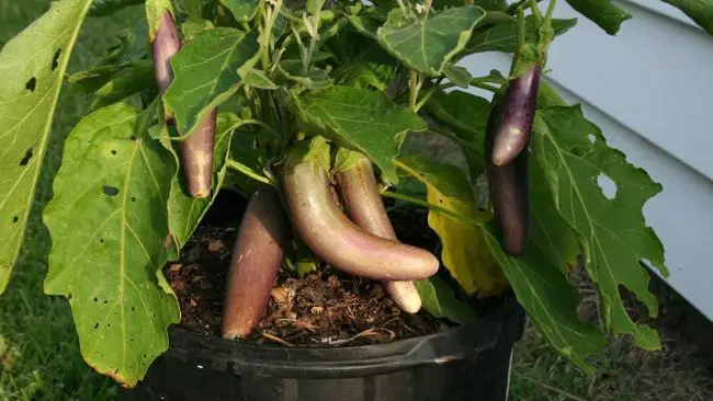 Best Vegetables To Grow in Pots