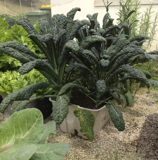 Balcony Vegetable Gardening