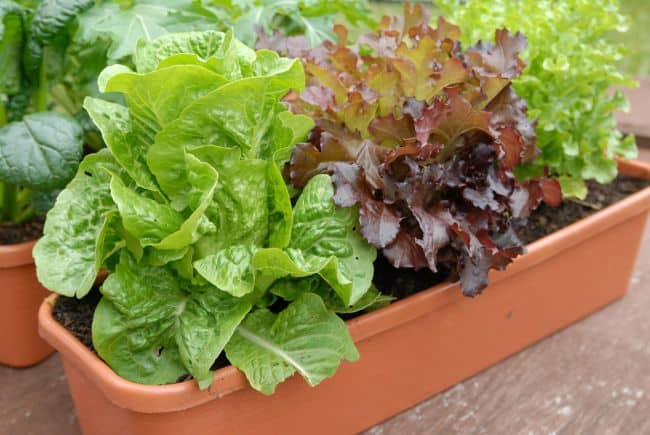 Best soil for Container Vegetables