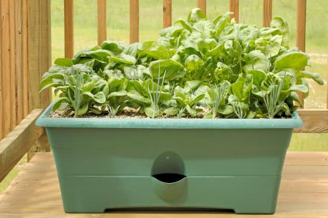 Balcony Vegetable Gardening