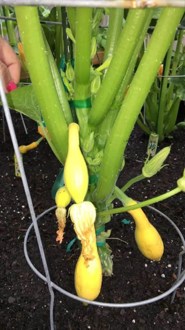 Balcony Vegetable Gardening