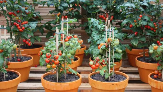 Grow Vegetables in Containers