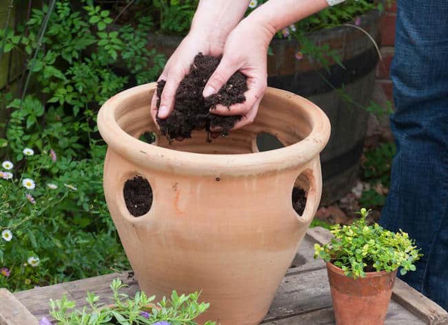 How to care for begonias