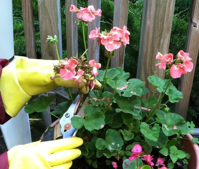 Indoor begonia care