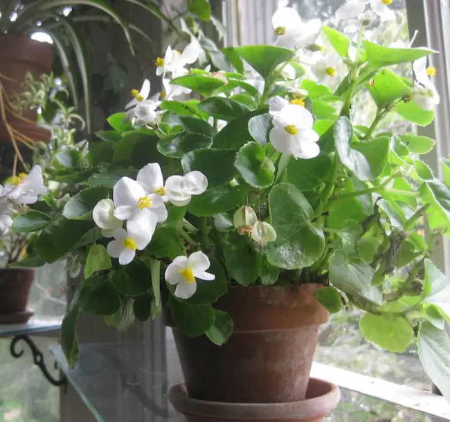 How to care for begonias