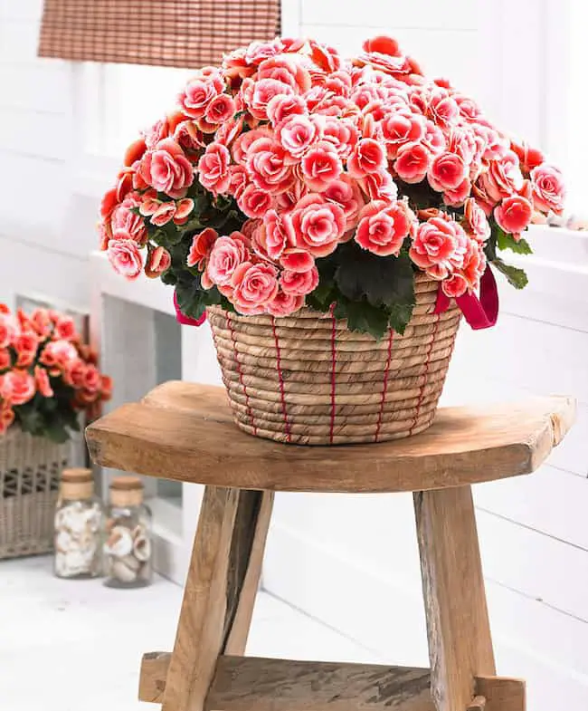 How to care for begonias