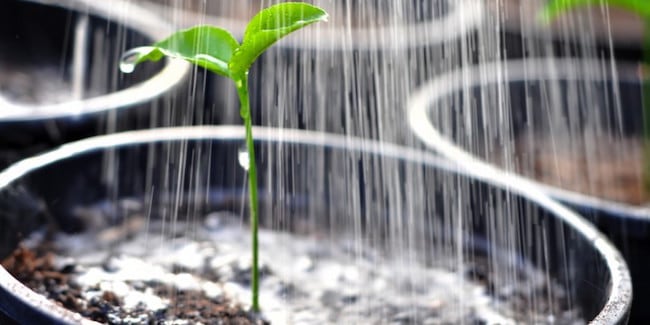 Grow broccoli