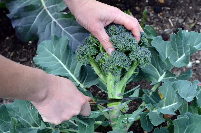 Planting broccoli plants 