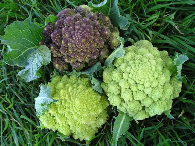 Grow broccoli from seed