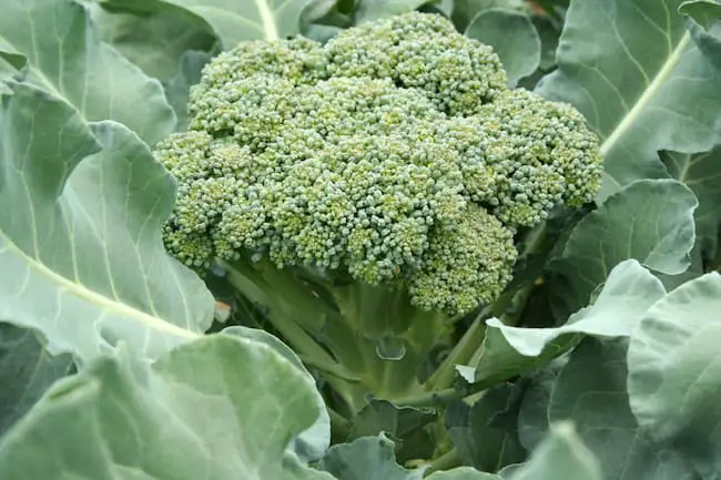 Planting broccoli plants