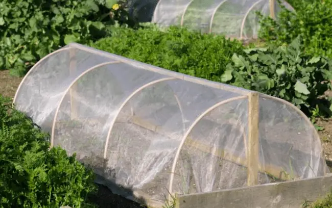 Planting broccoli plants 