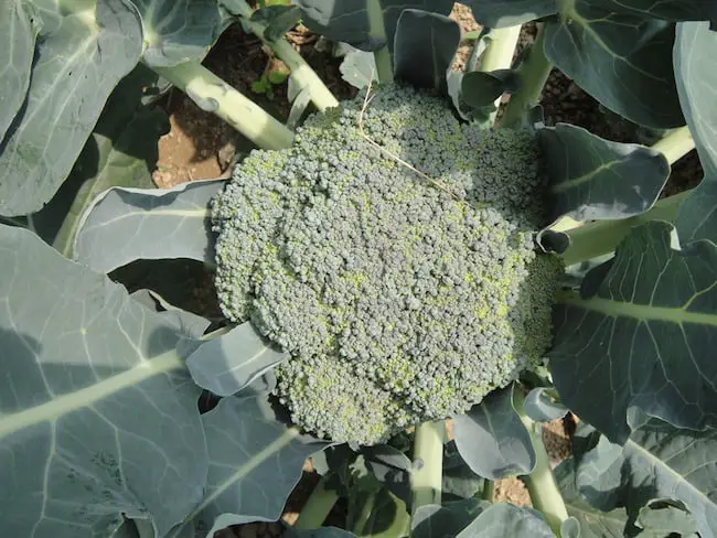 Planting broccoli plants 