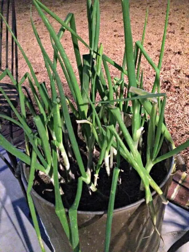 Grow Vegetables in Containers