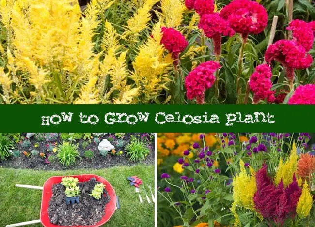 How To Grow Celosia