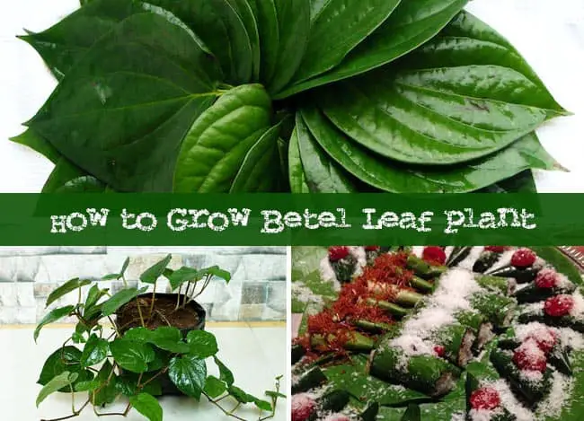 Grow Betel Leaf Plant