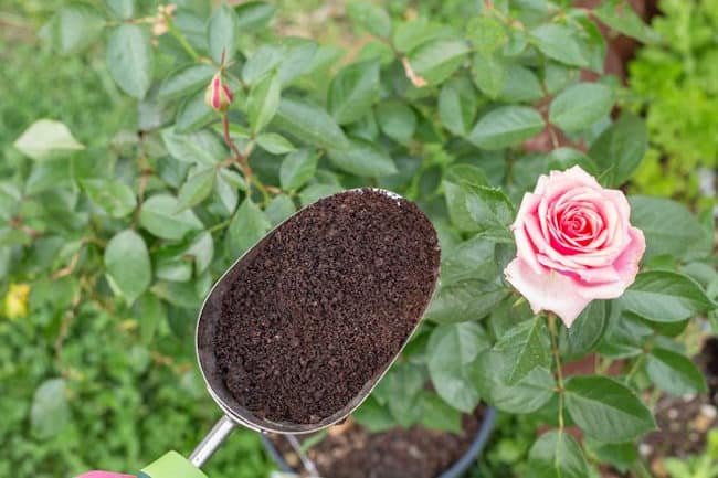 coffee grounds for roses