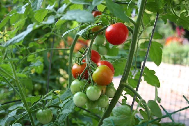 coffee grounds in the vegetable garden