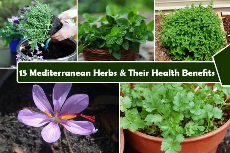 Mediterranean Herbs
