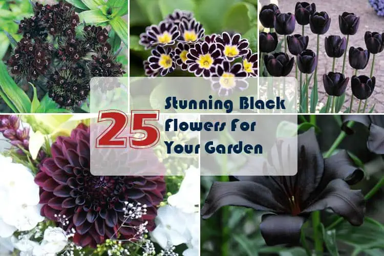 Black Flowers