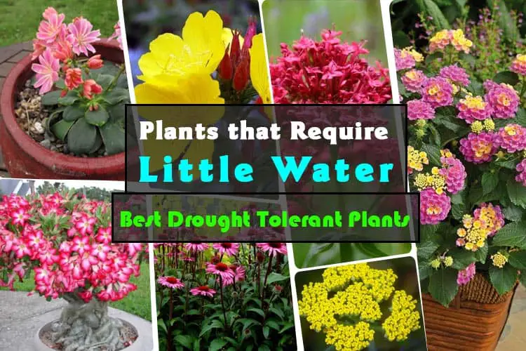 Drought Tolerant Plants