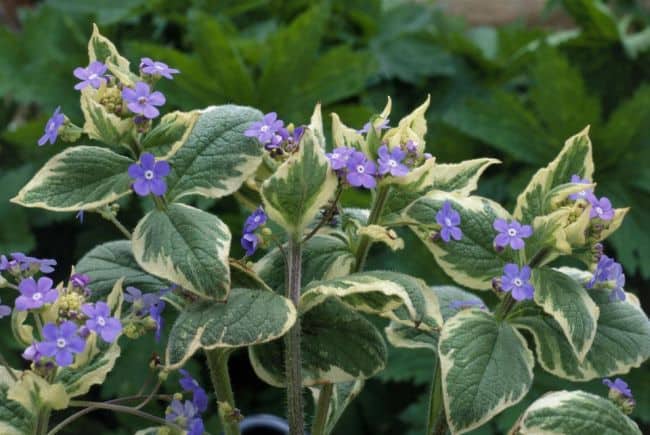 Winter Flowering Perennials