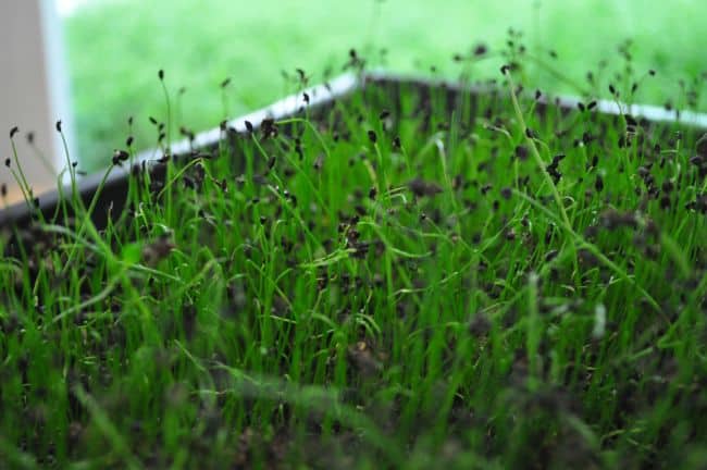 Growing Herbs at Home